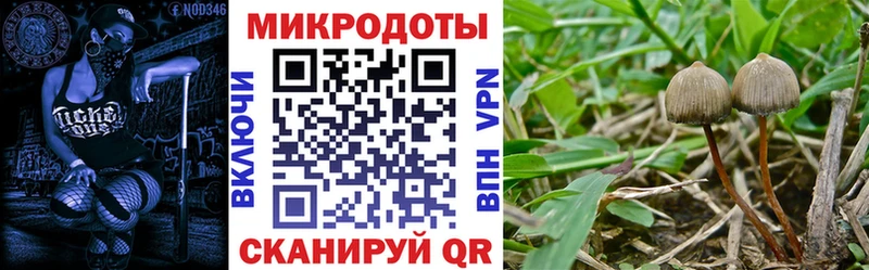 ссылка на мегу tor  наркошоп  Буйнакск  Псилоцибиновые грибы Psilocybe 